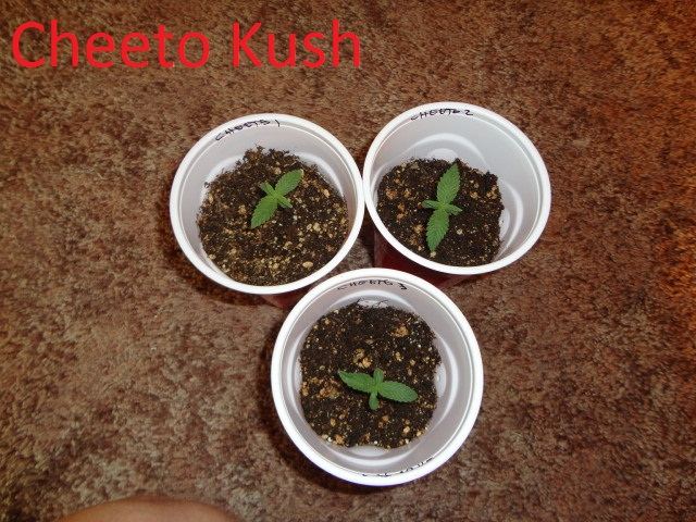 8 strain divine grow from seed 4