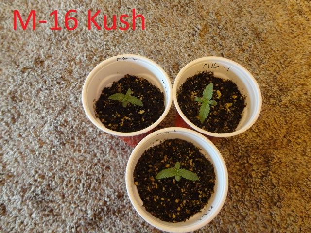 8 strain divine grow from seed 5