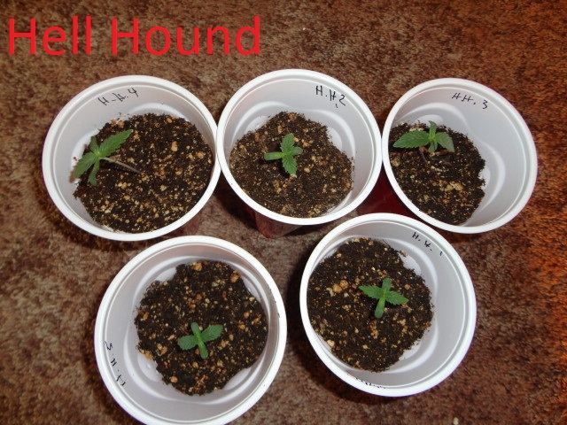 8 strain divine grow from seed 6