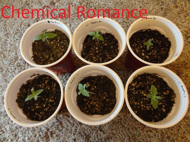 8 strain divine grow from seed 7