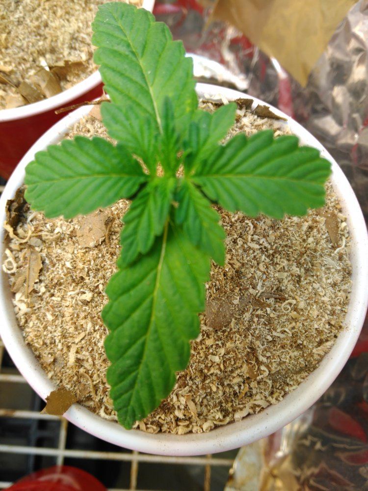 8 unknown from seed 2