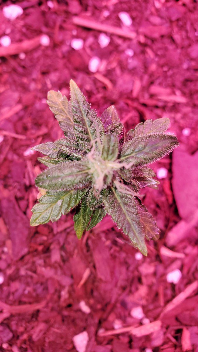 8 week old micro blueberry auto 2