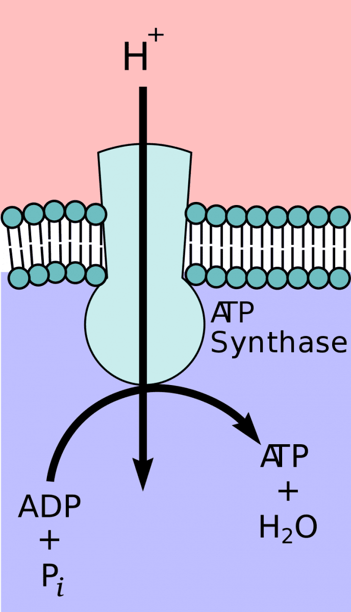 800px-ATP-Synthase.svg.png