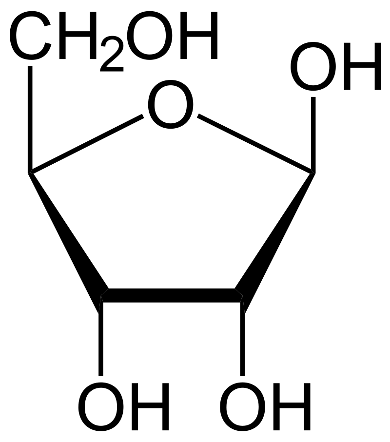 800px Beta D Ribofuranose