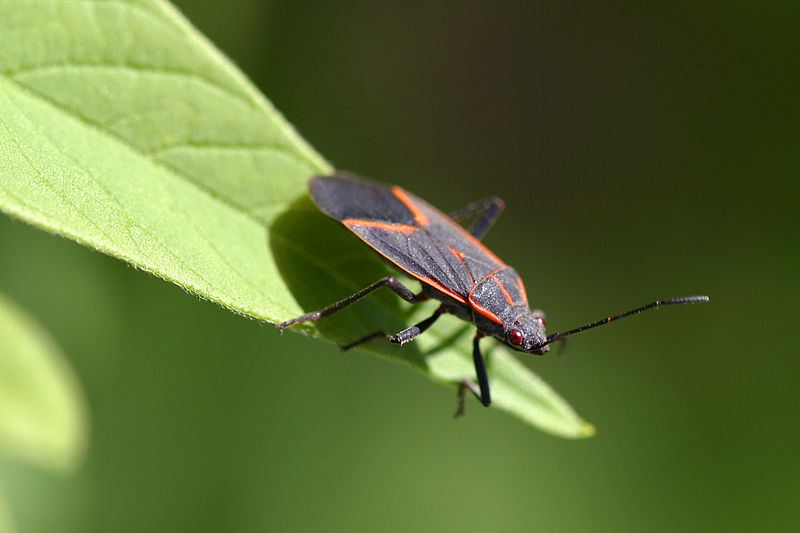 800px Boxelder bug pittsburgh