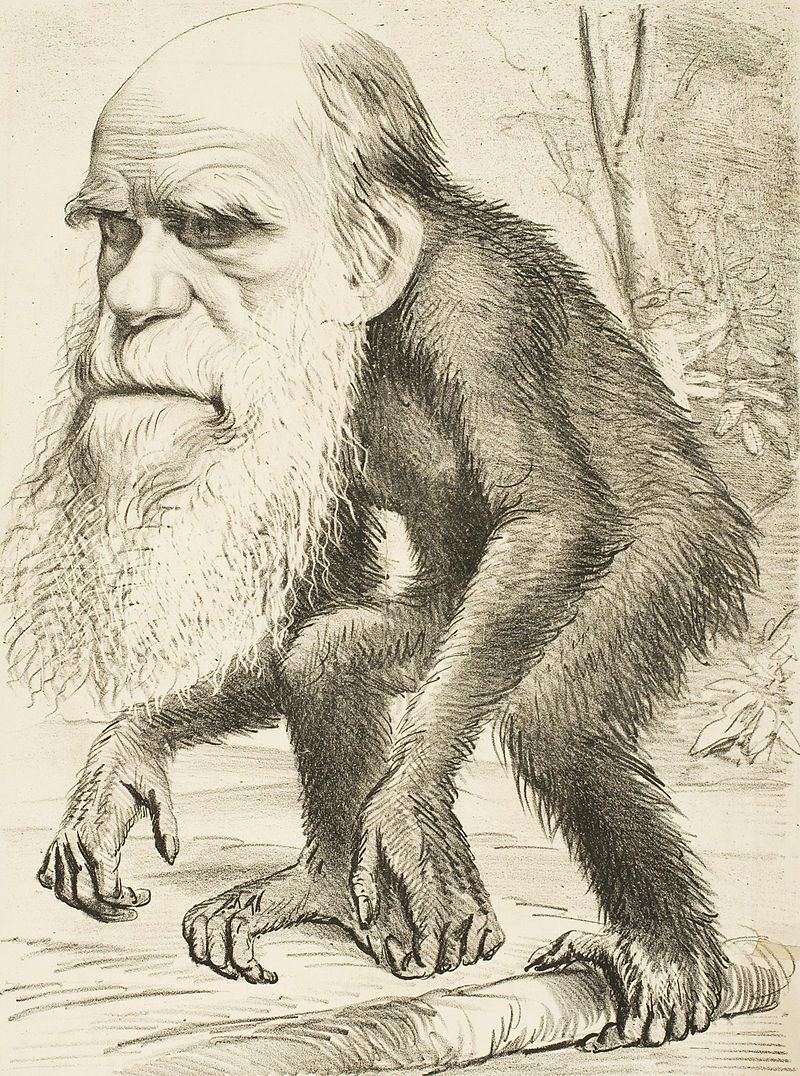 800px Editorial cartoon depicting Charles Darwin as an ape 1871