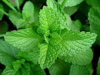 800px Mint leaves 2007