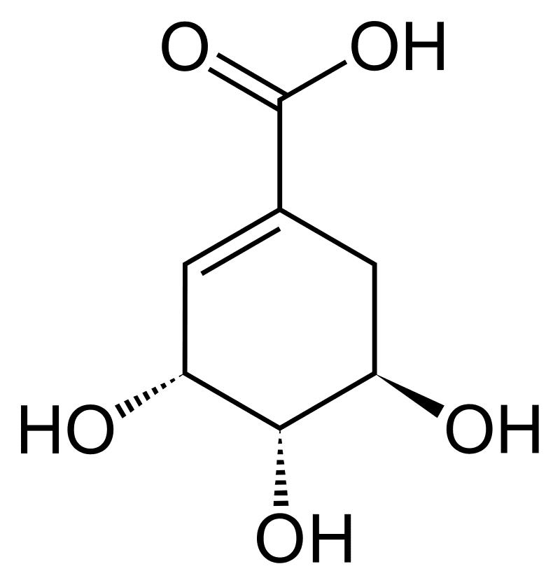 800px Shikimi