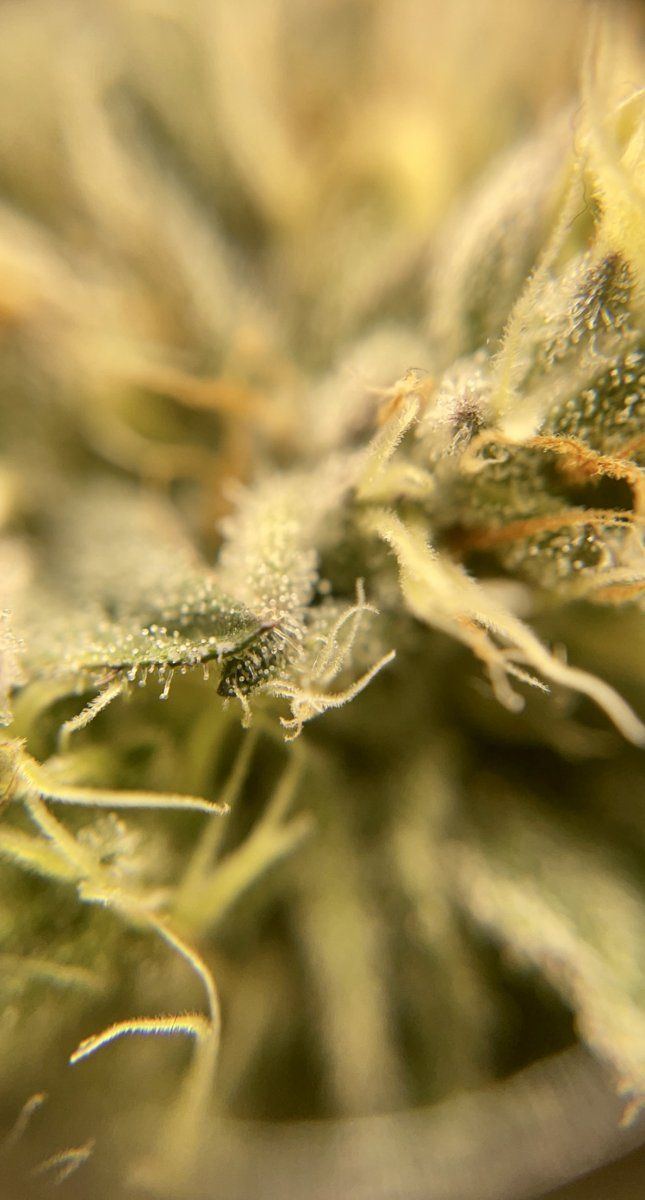 803032E6 1B57 4D6E A038 DACD5D7859CC