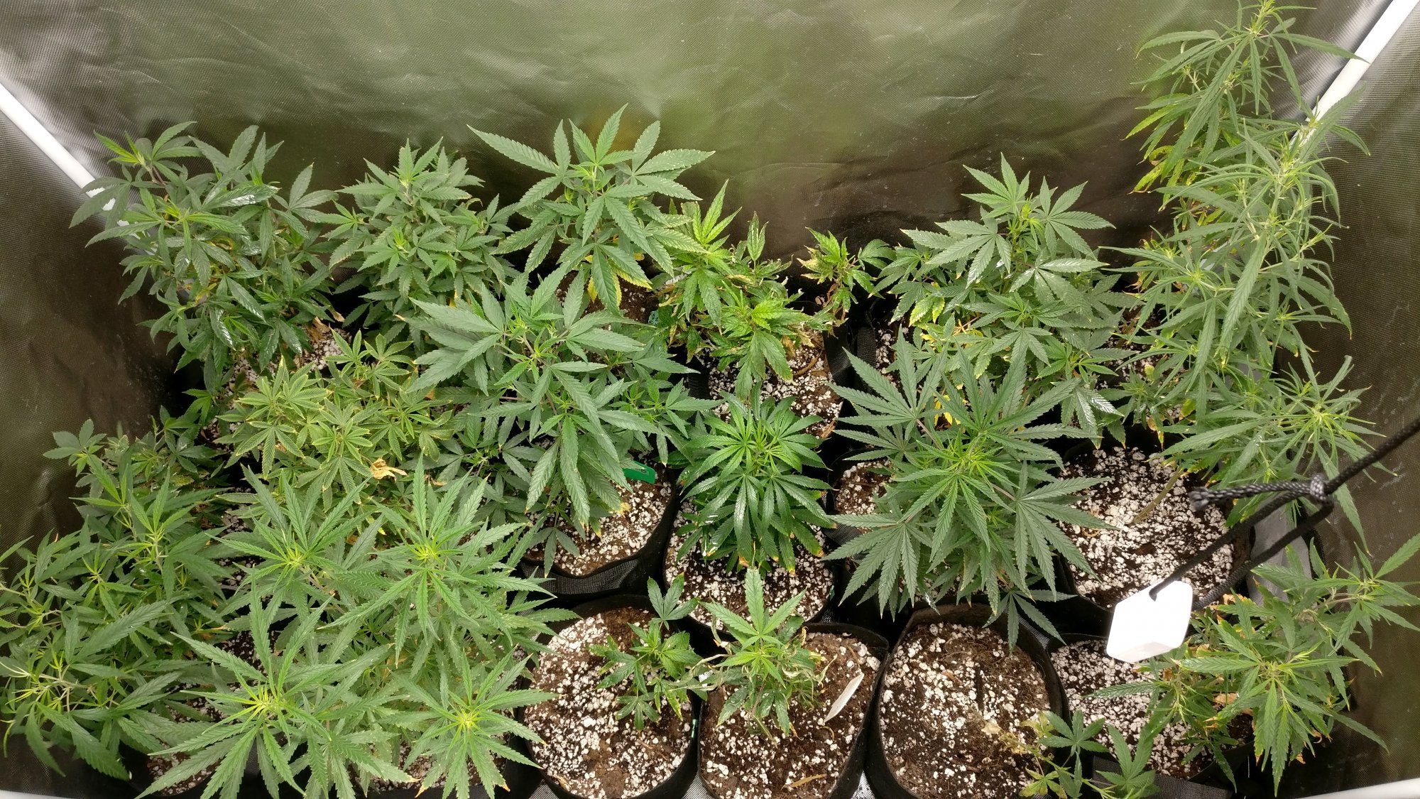 810lateveg