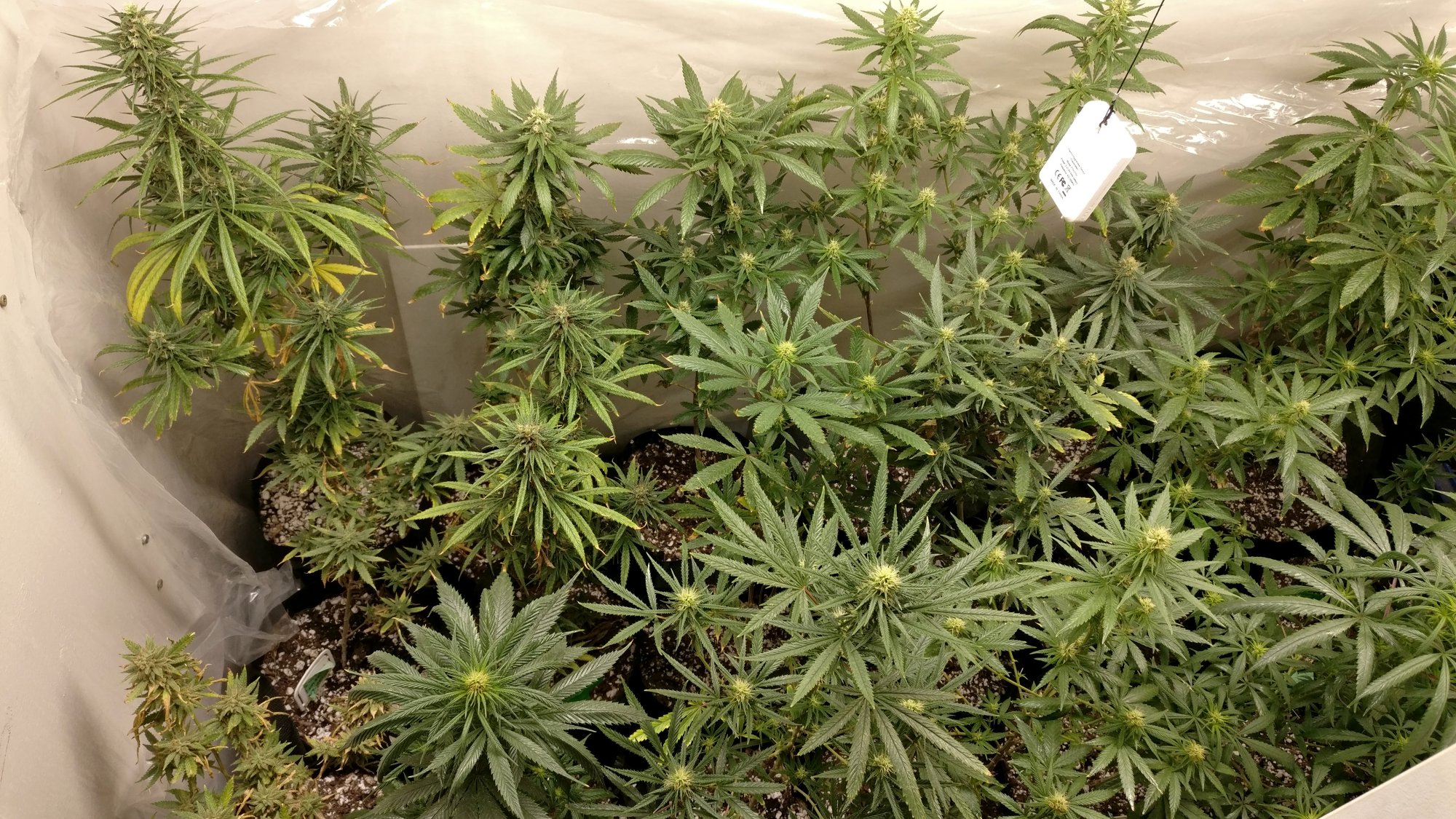 810leftflower