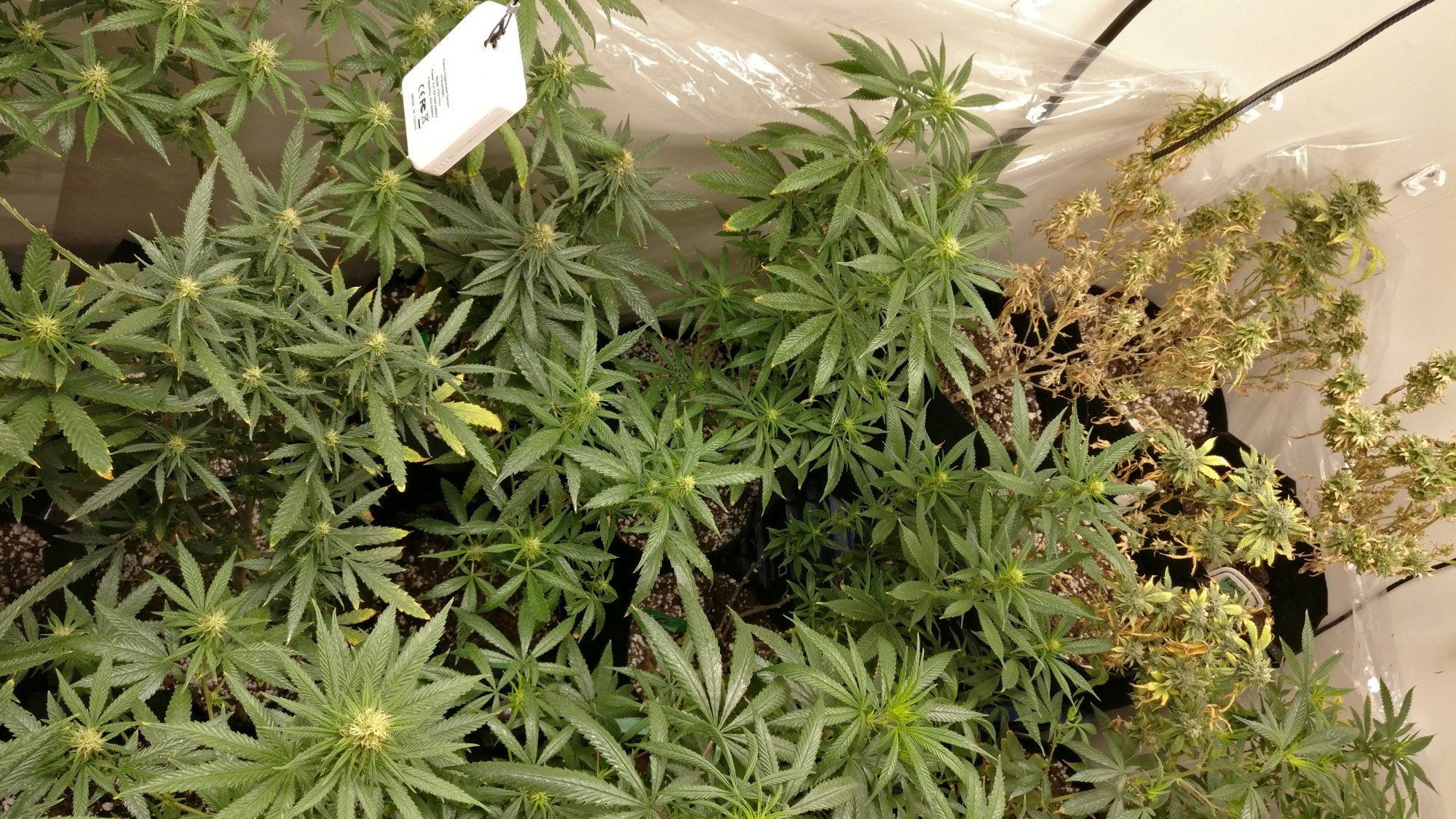 810rightflower