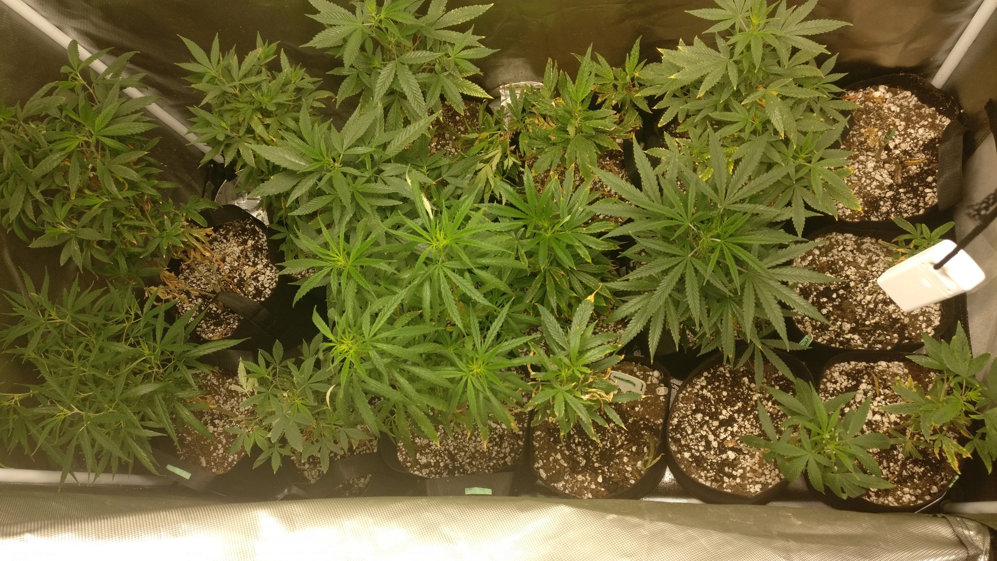 815lateveg
