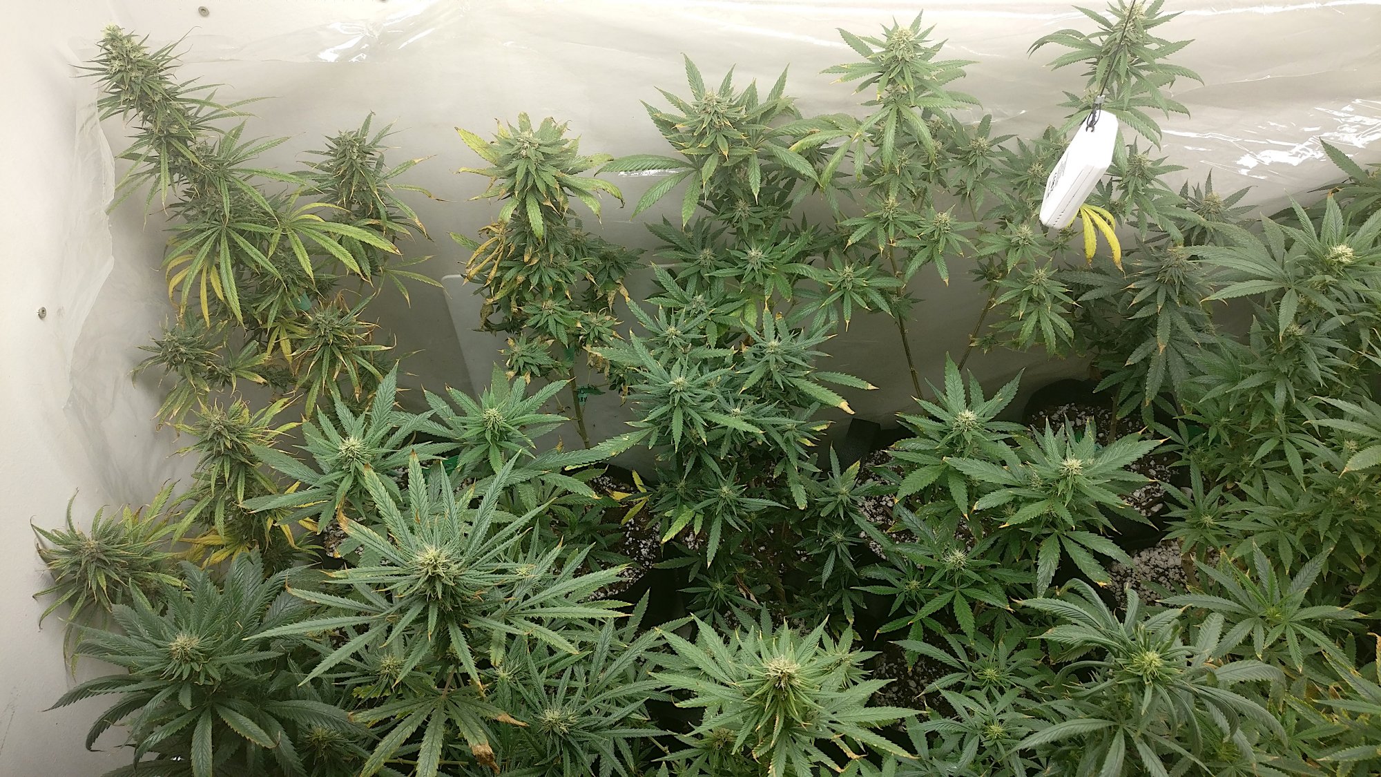 815leftflower