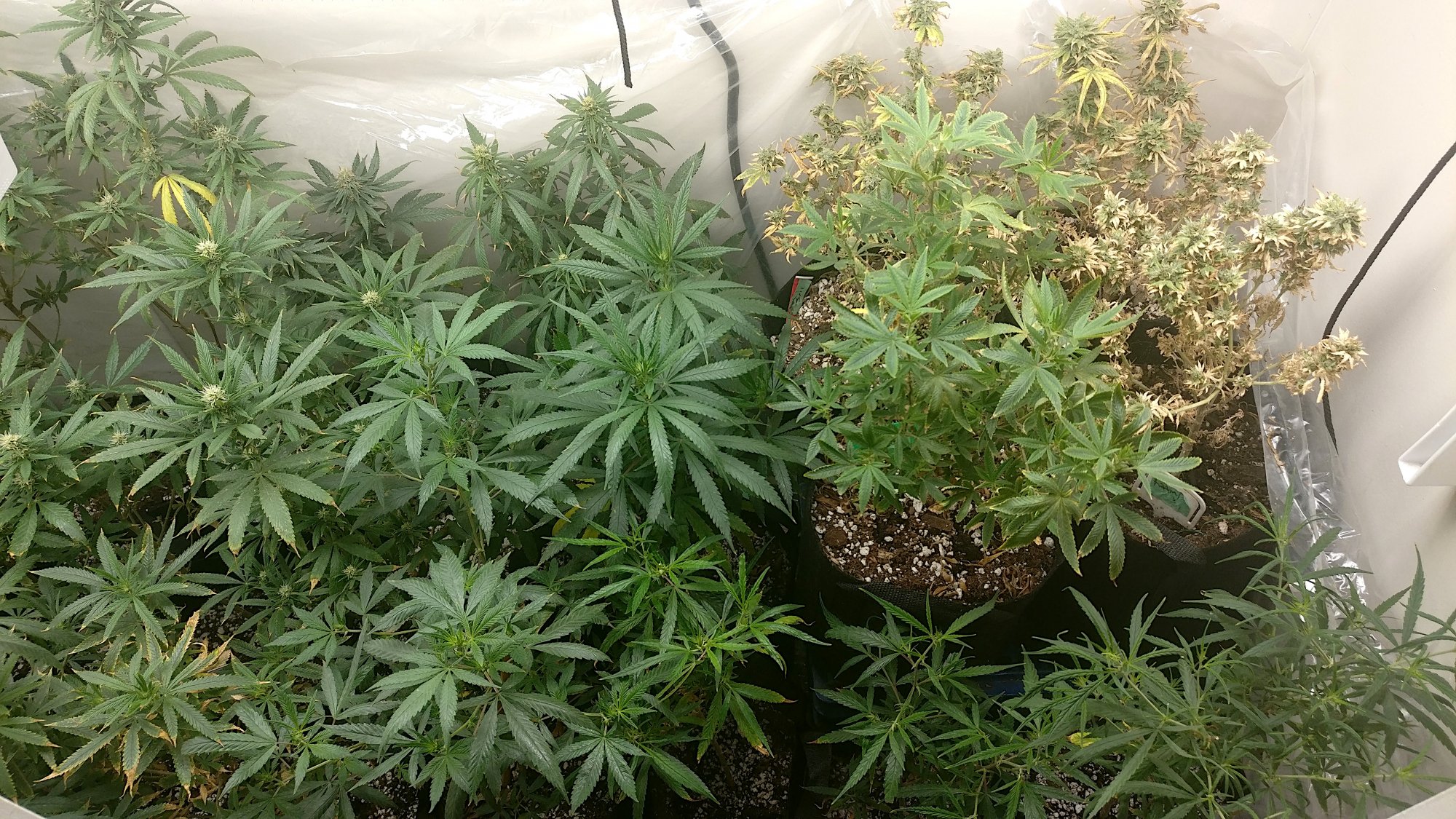 815rightflower