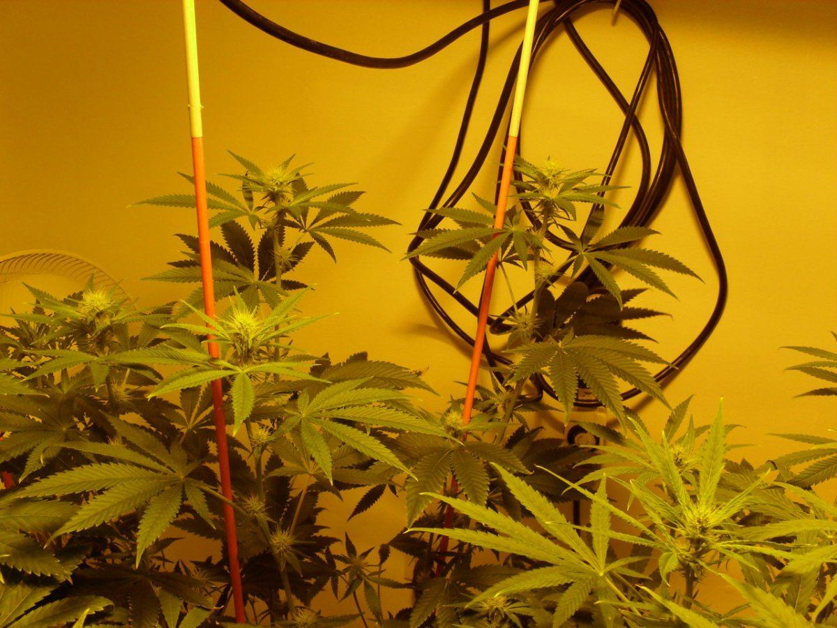 818 1 beast day 26
