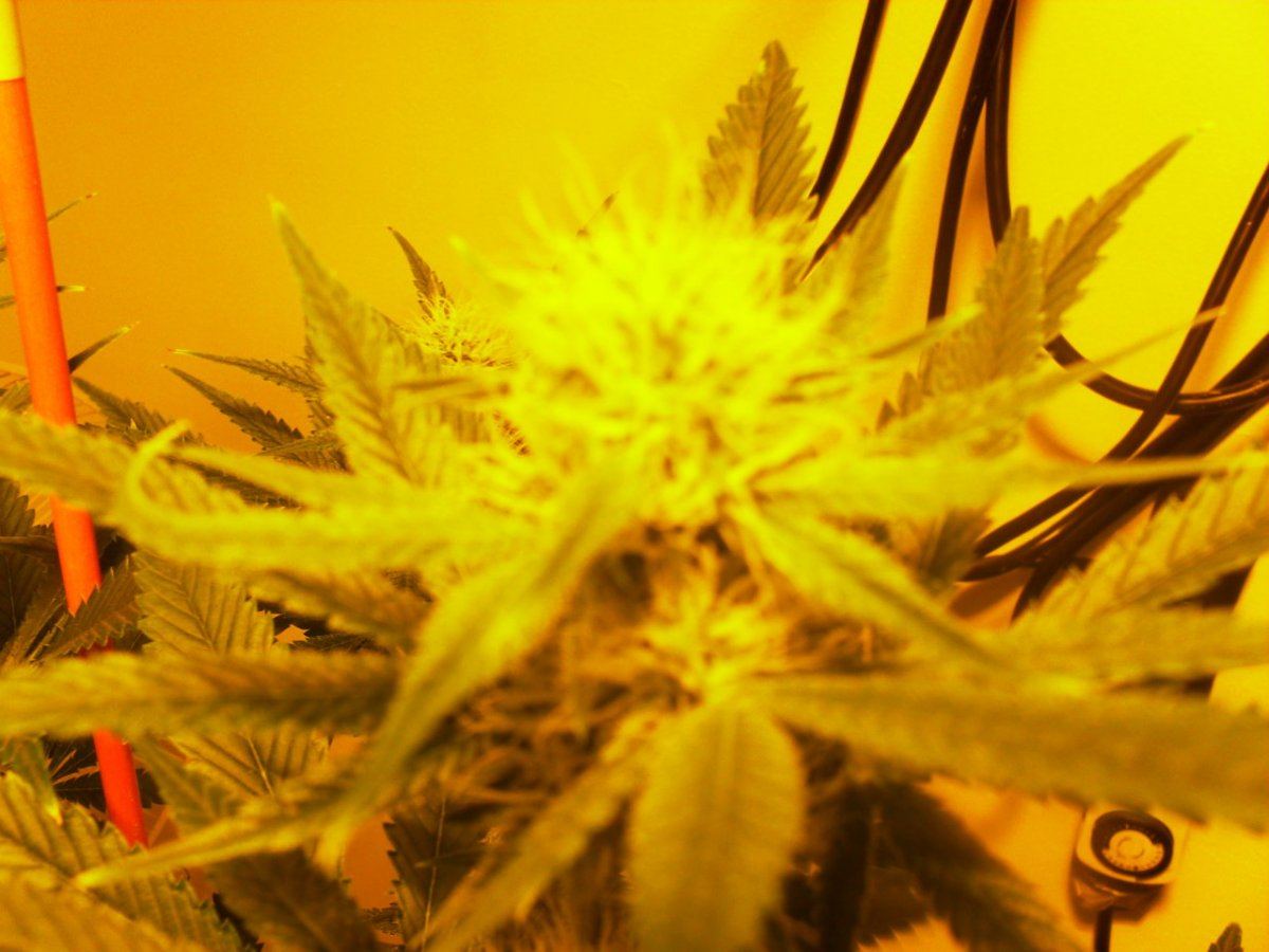 818 bud 11 23
