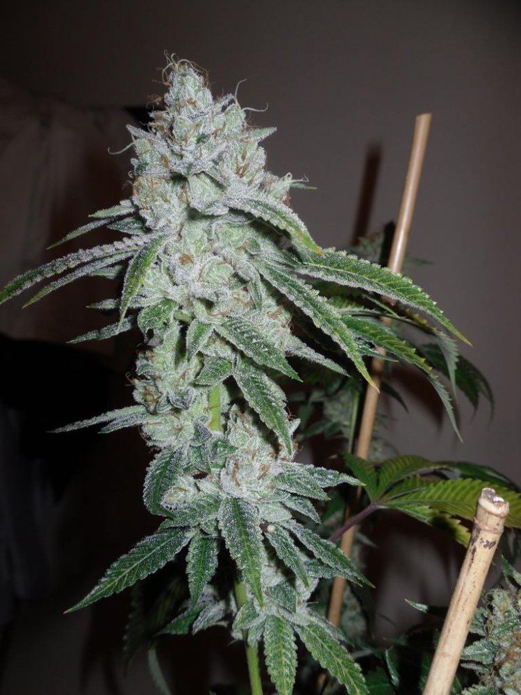 818 og