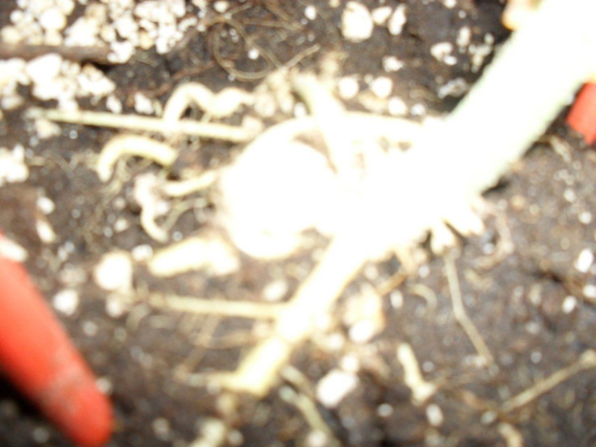 818 roots