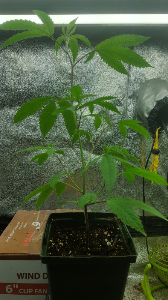81808clone