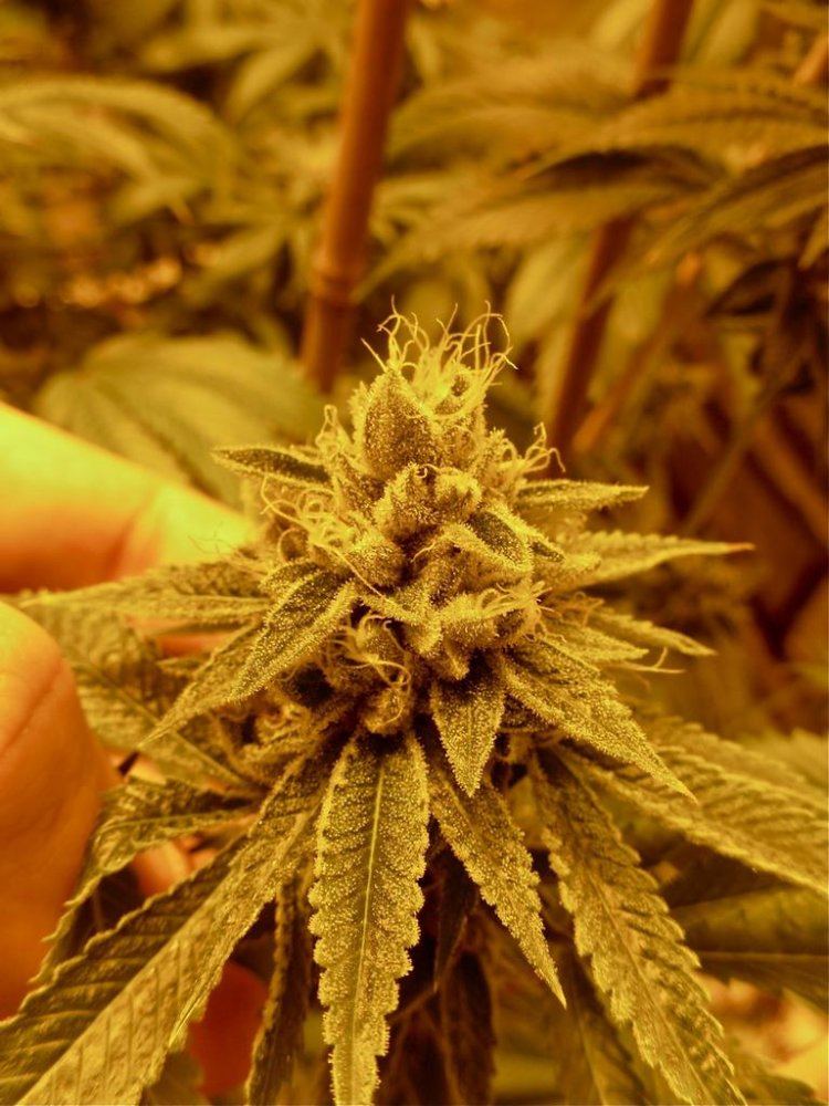 818og