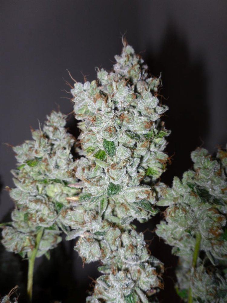 818SFV OG