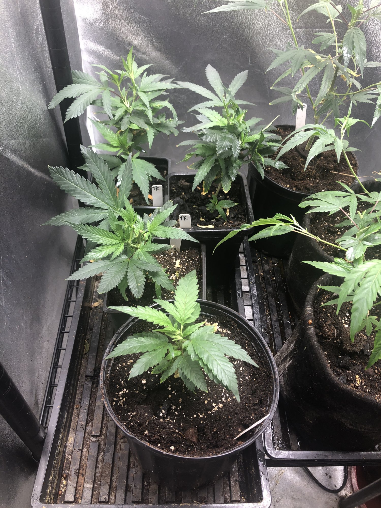 837CCA92 3766 4754 91F2 CBD746C01F0C