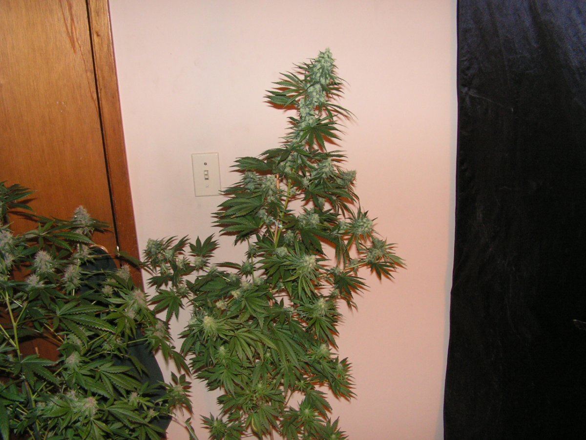 85