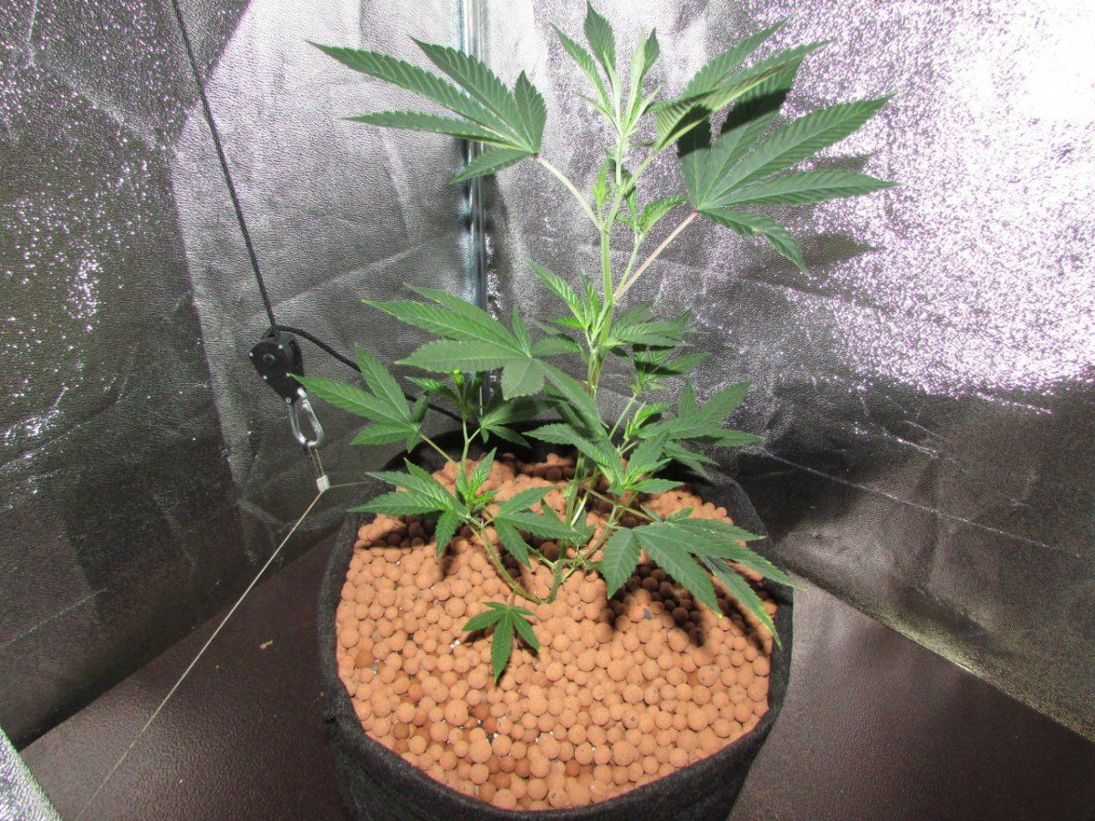 86 skunk n such 003