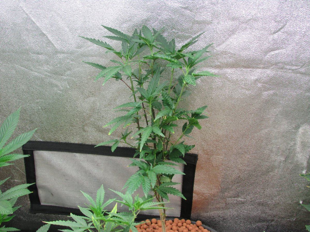 86 skunk n such 004
