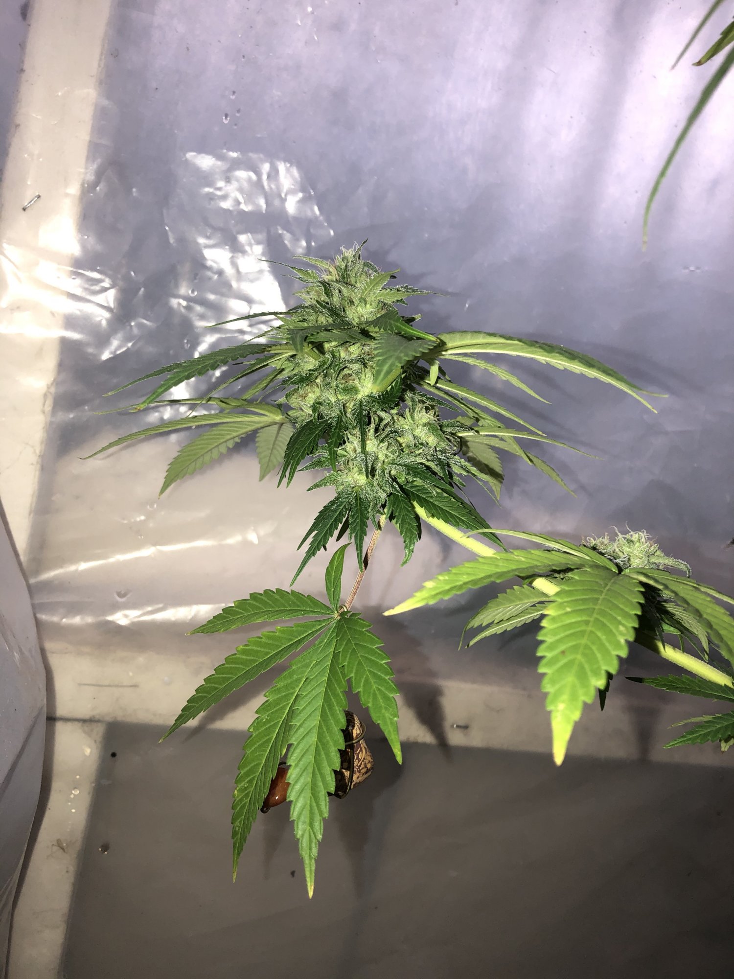86F63E51 5ECD 4F9B 804F 6E536A6EA221