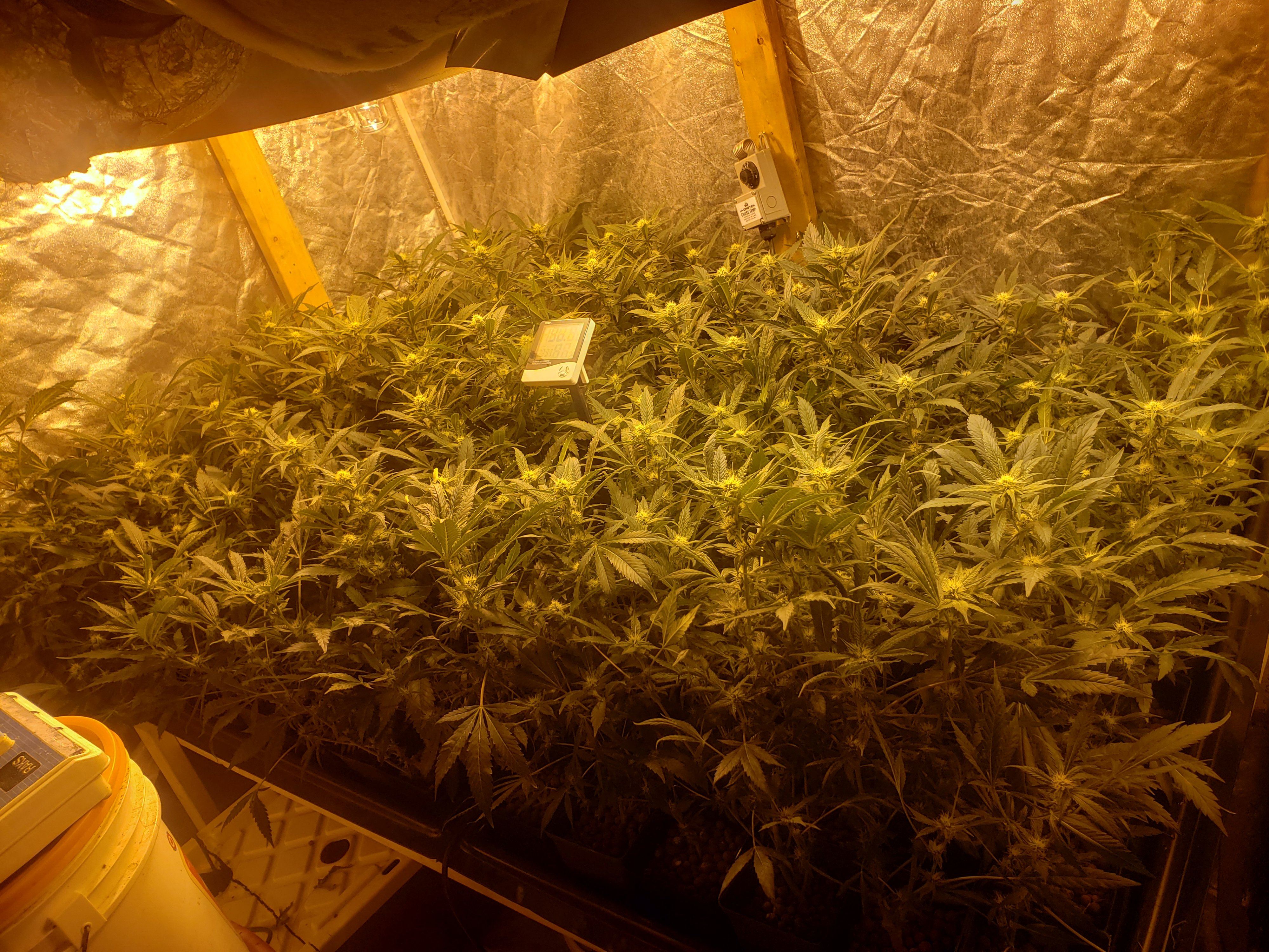87 plants in a 4x6 with 1600 watts