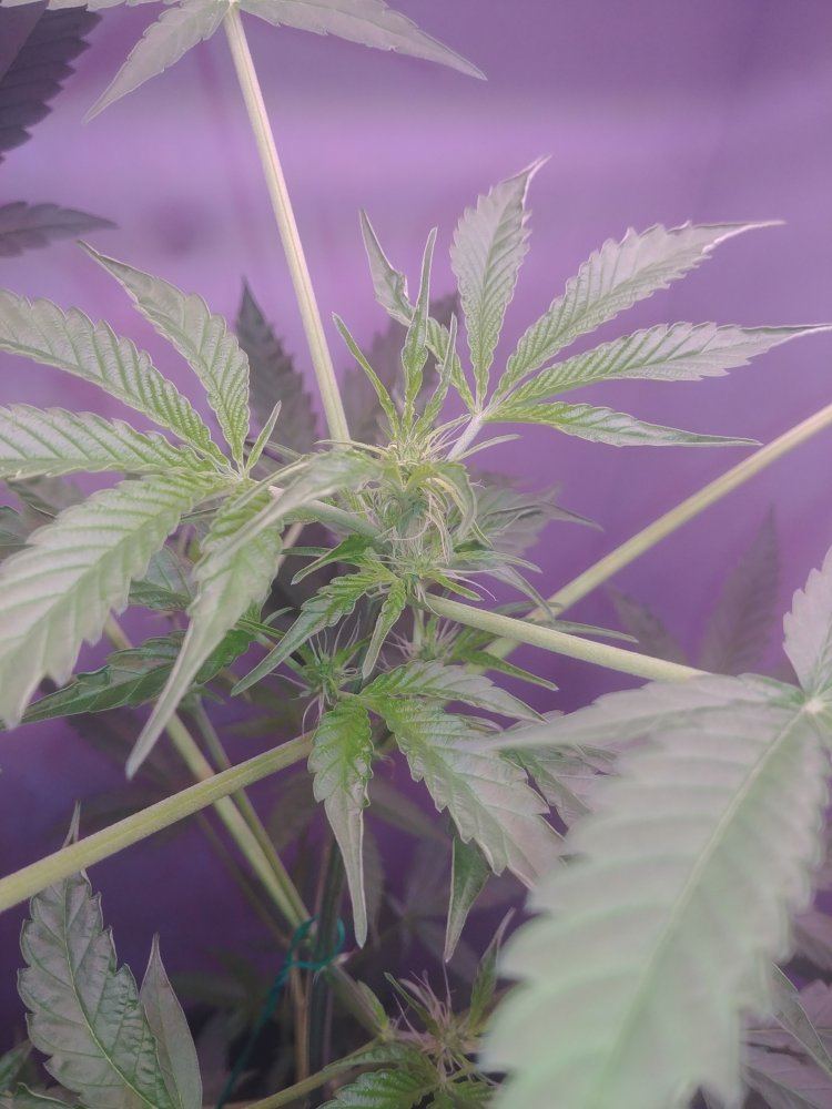 Ak47 4 weeks flower help plz - THCFarmer