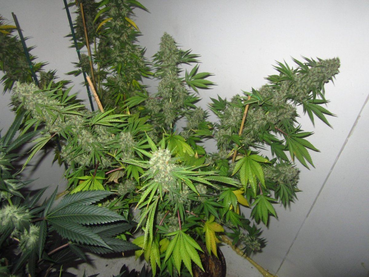 8889 g13 x hashplant 2