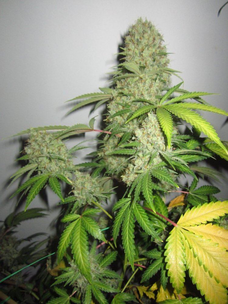 8889 g13 x hashplant 4