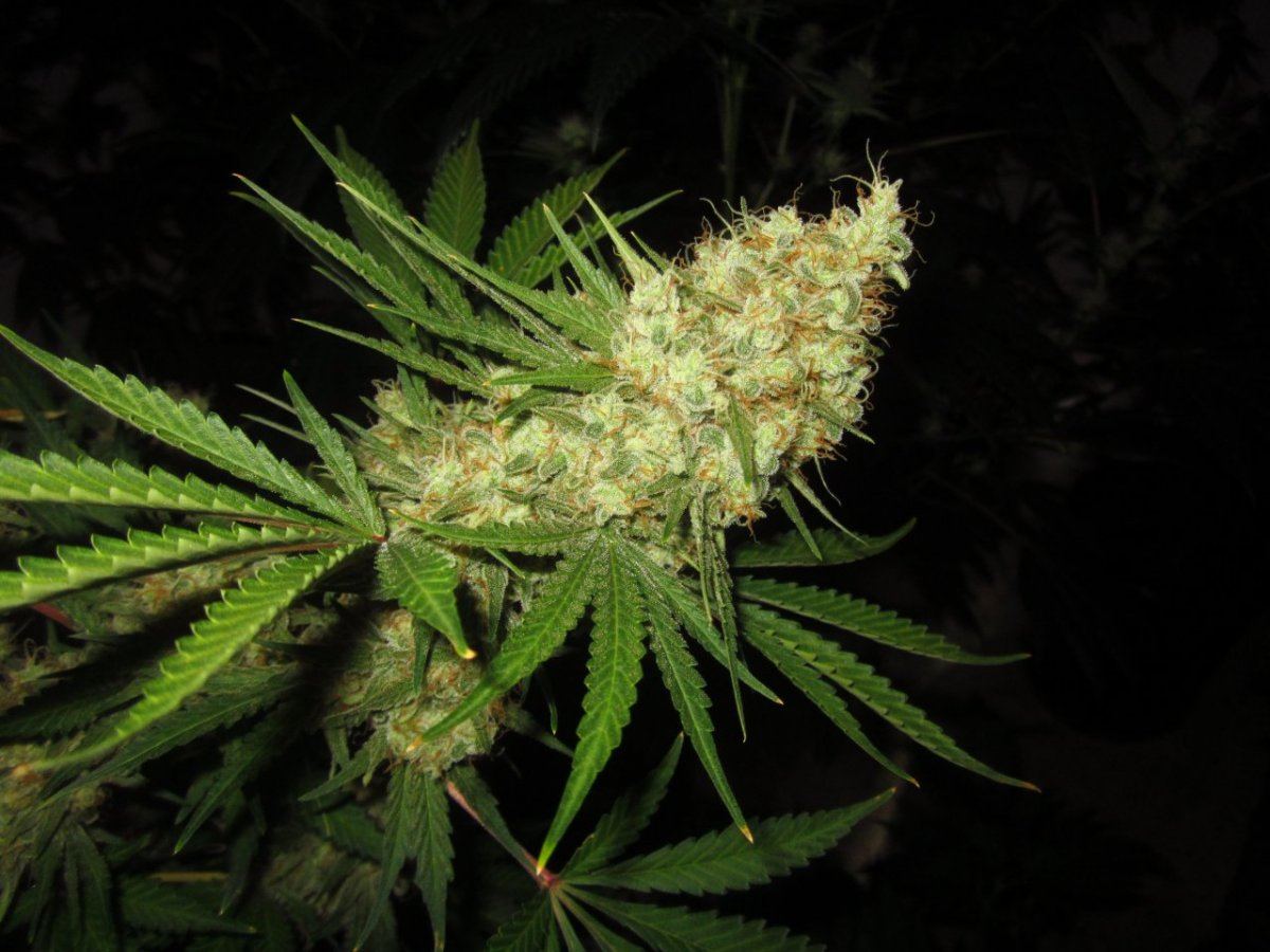 8889 g13 x hashplant 8