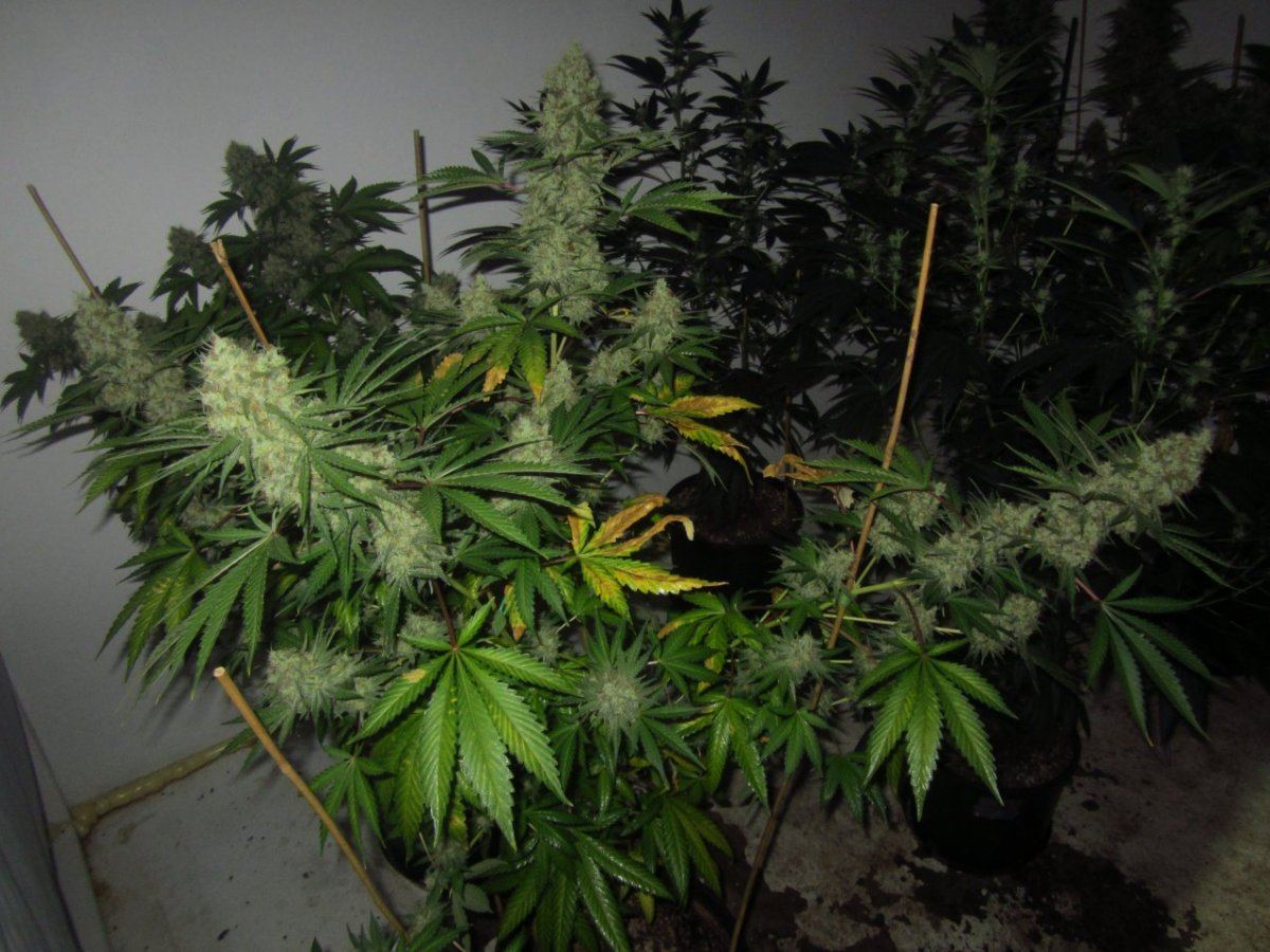 8889 g13 x hashplant 9