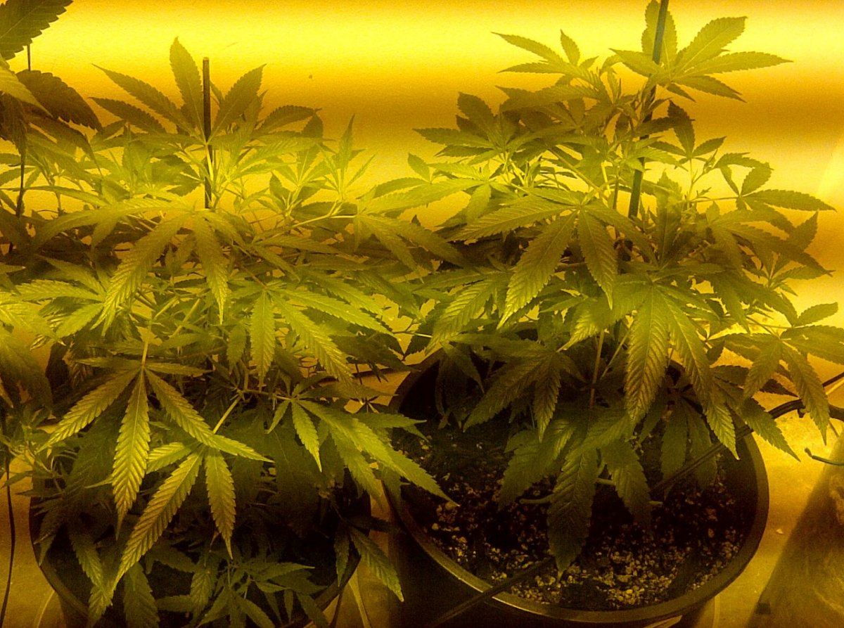 89cheese   snow leopard day 4