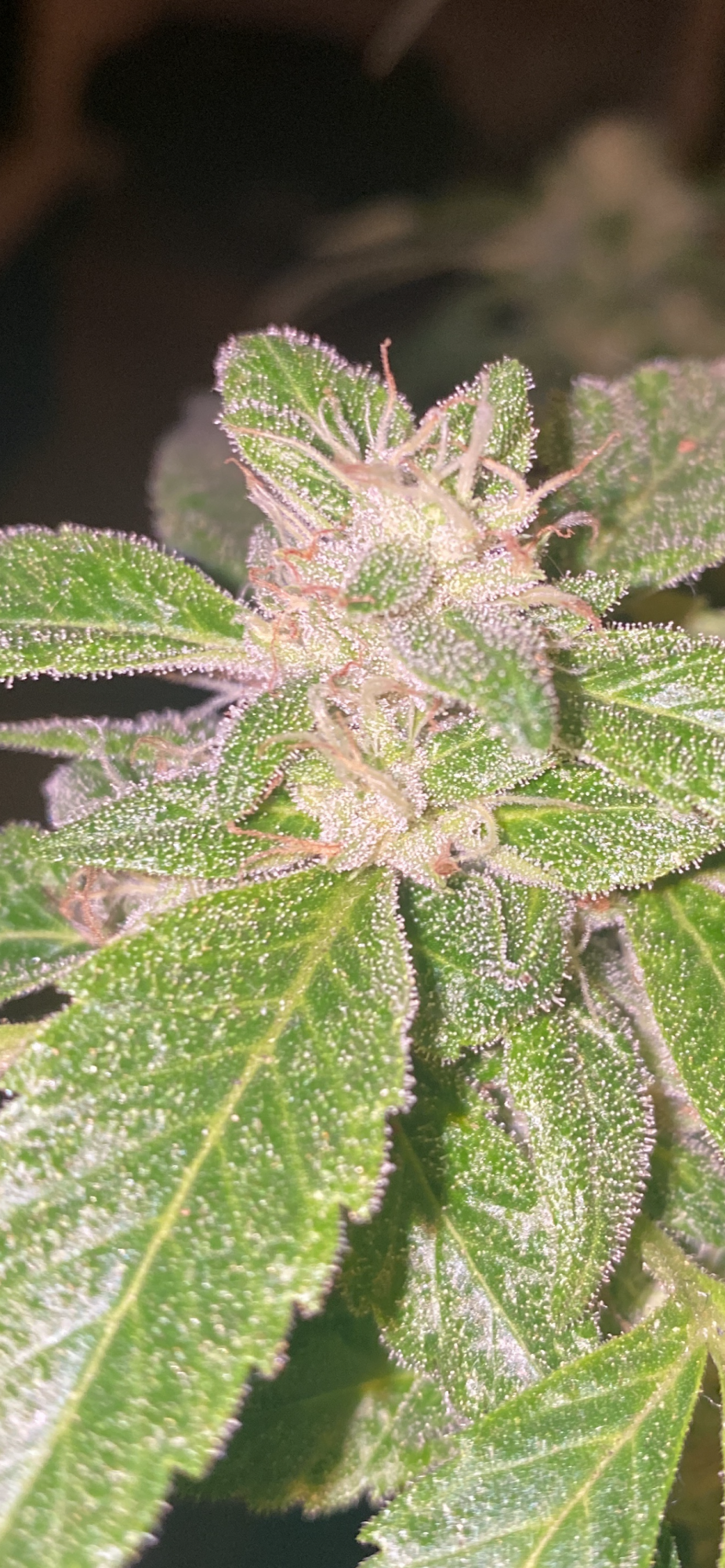89EDE47B 1D50 48C1 8D53 15CAF646C0F8