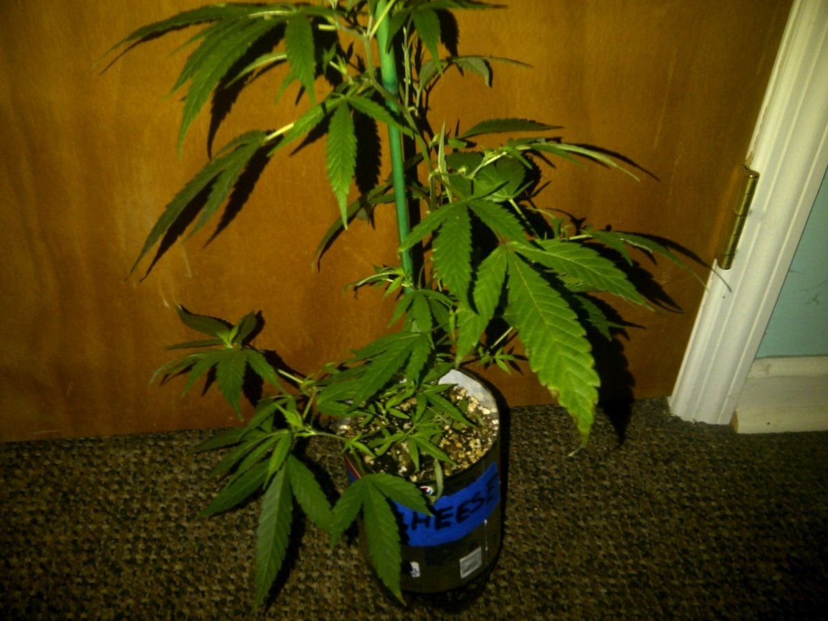 89uk cheese