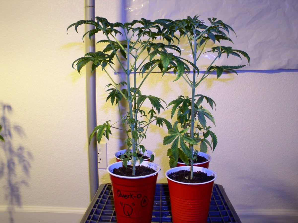 8a