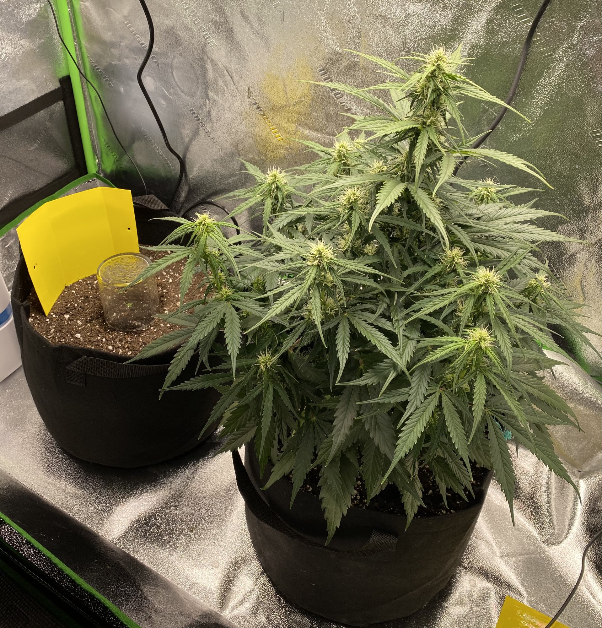 8BCEC8AB 50C3 404D AF48 23960F5A2019