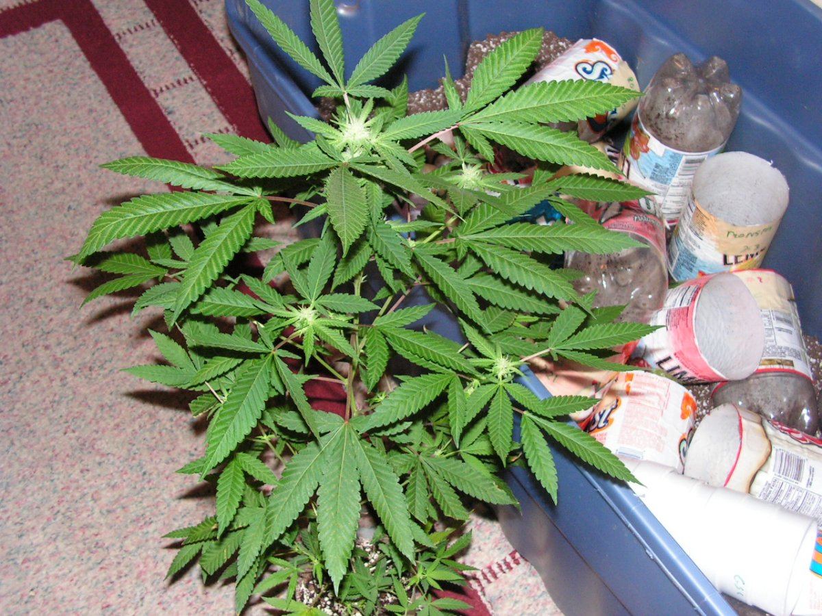 8CHERRY PIE