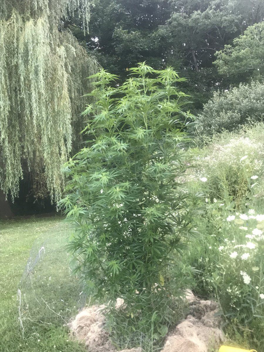 8ft