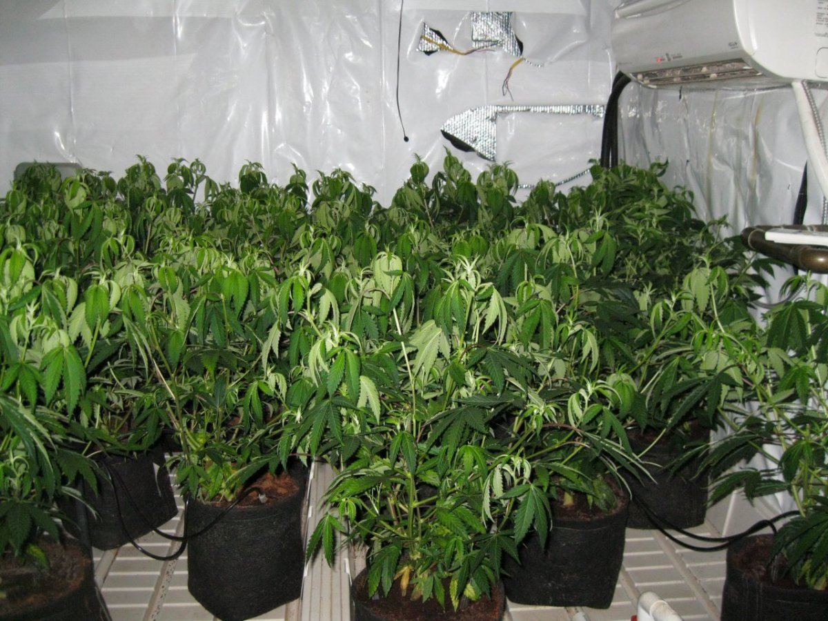 8k raskal og grow 2