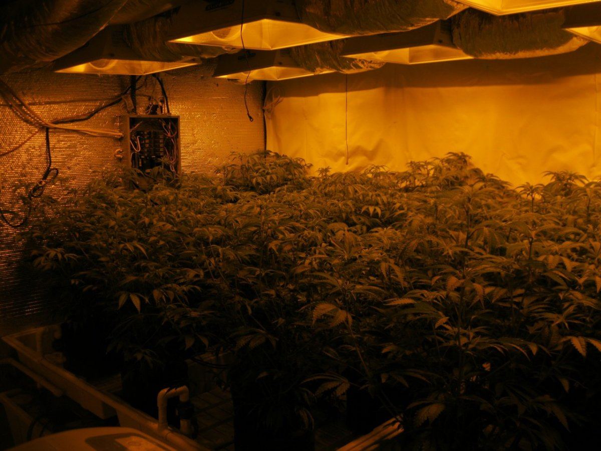 8k raskal og grow 3