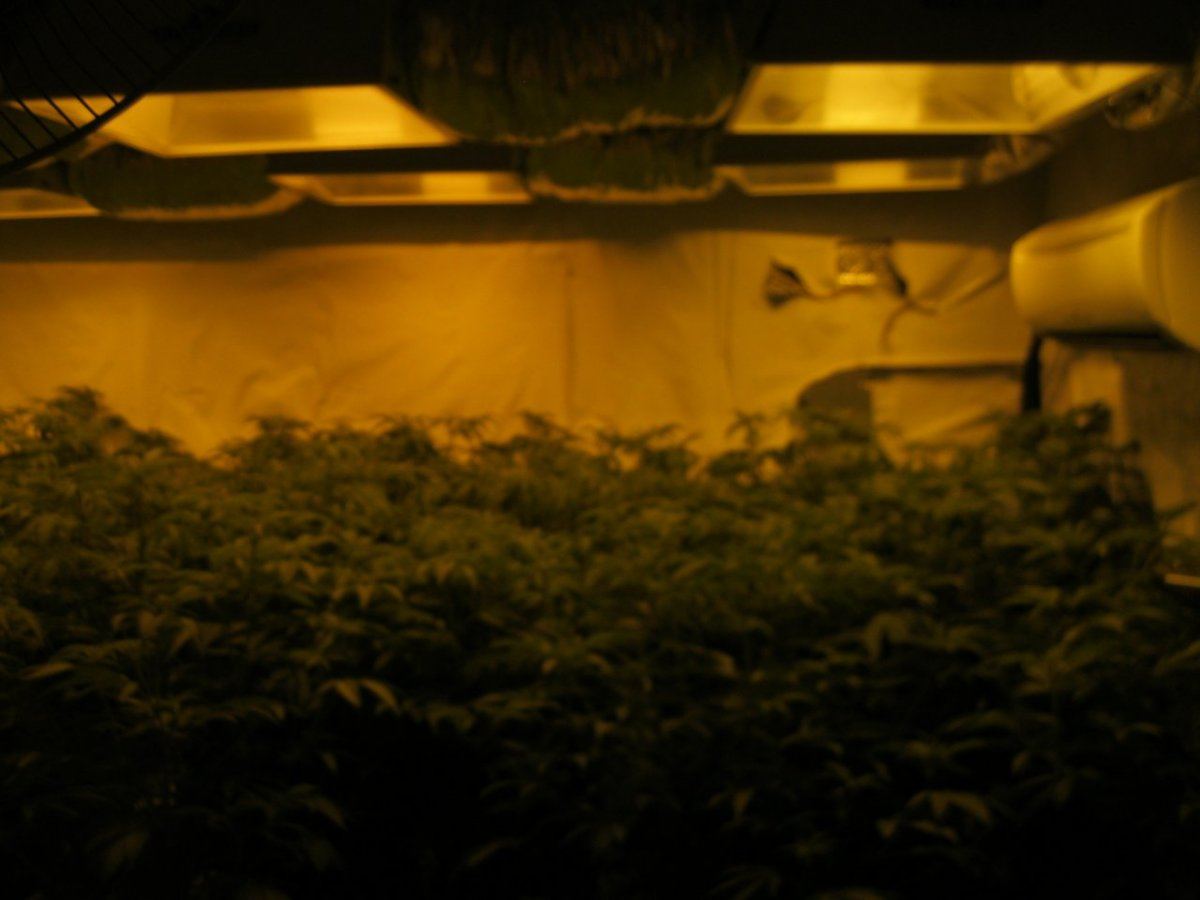 8k raskal og grow 4