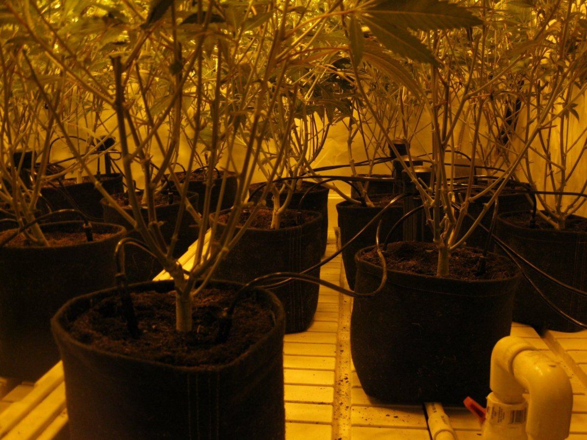 8k raskal og grow 5