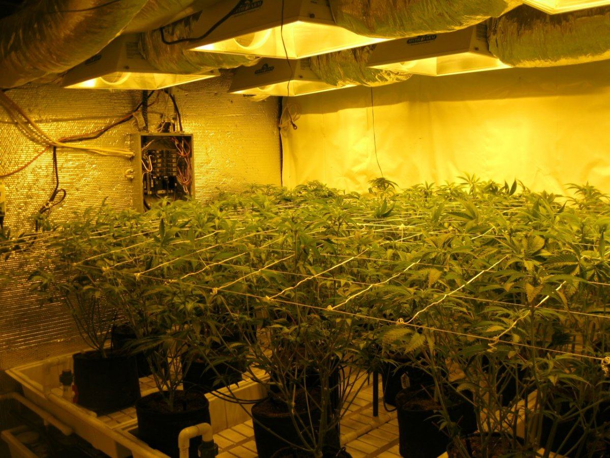 8k raskal og grow 5