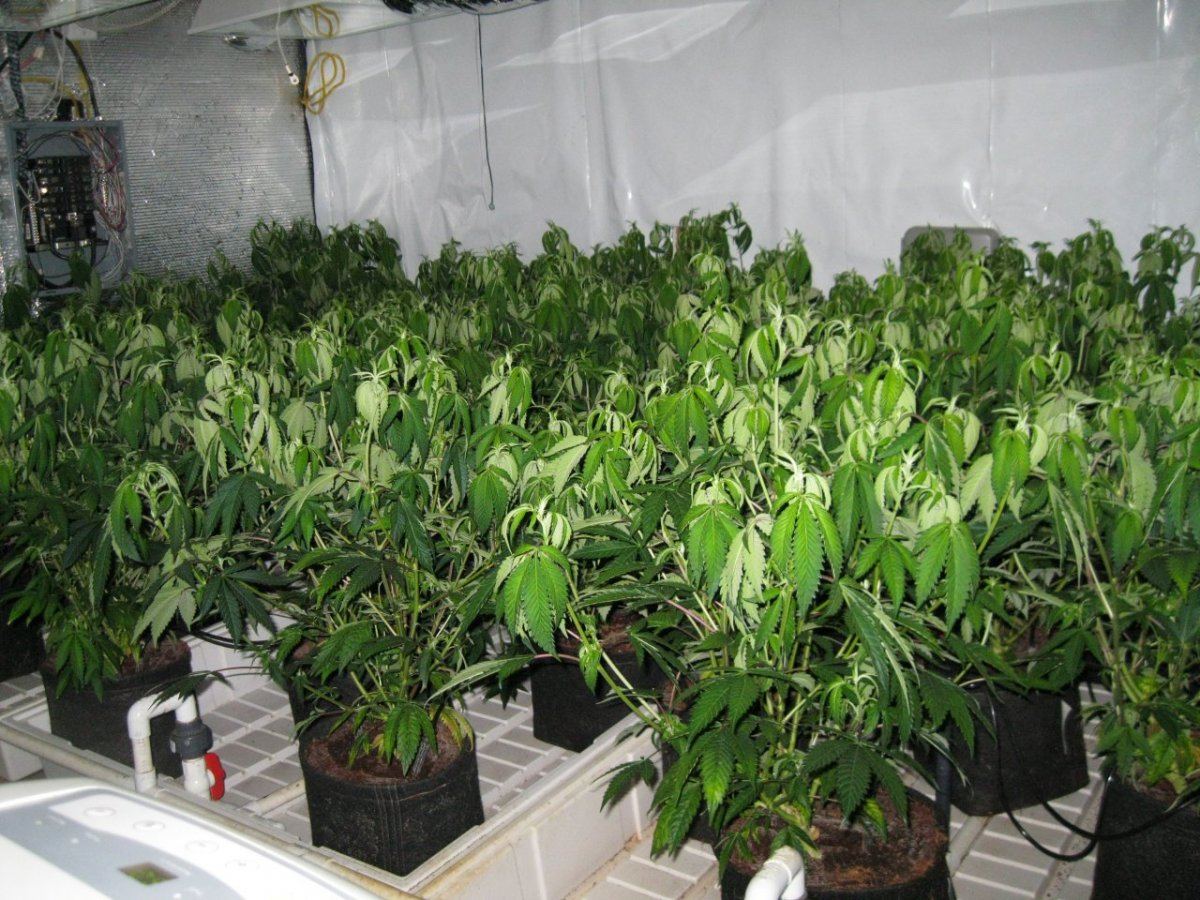 8k raskal og grow